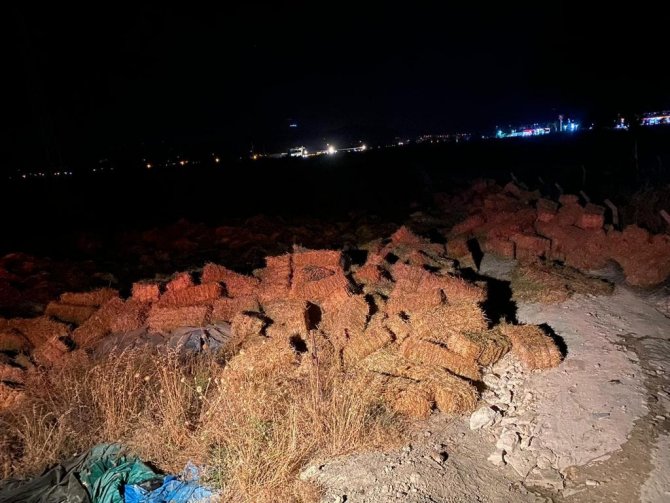 Milas’ta 1300 adet saman balyası zarar gördü