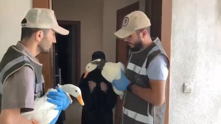 Tartışılan ördeklere İçişleri Bakanlığı sahip çıktı