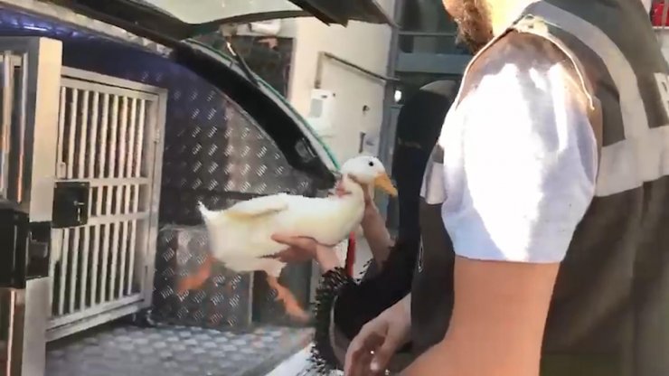 Tartışılan ördeklere İçişleri Bakanlığı sahip çıktı