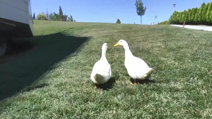 Tartışılan ördeklere İçişleri Bakanlığı sahip çıktı
