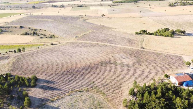 Taşlık ve kıraç alanı değerlendirip lavanta bahçesine dönüştürdü