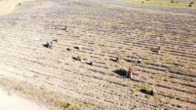 Taşlık ve kıraç alanı değerlendirip lavanta bahçesine dönüştürdü