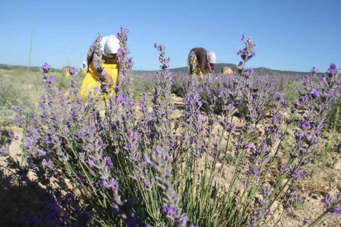 Taşlık ve kıraç alanı değerlendirip lavanta bahçesine dönüştürdü