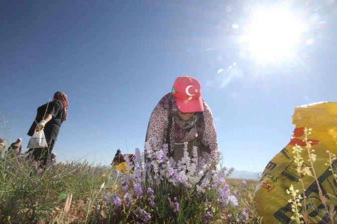Taşlık ve kıraç alanı değerlendirip lavanta bahçesine dönüştürdü