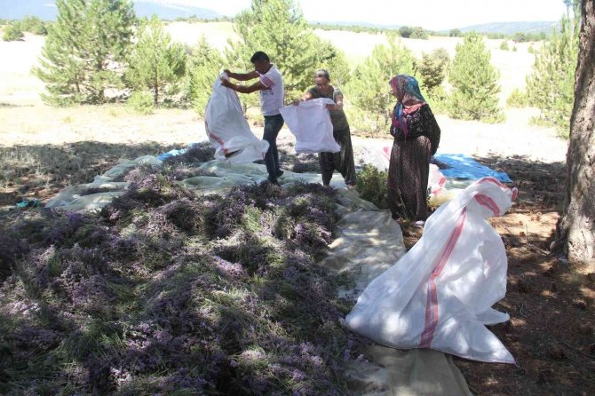 Taşlık ve kıraç alanı değerlendirip lavanta bahçesine dönüştürdü