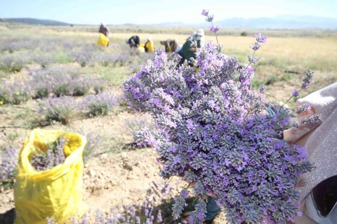 Taşlık ve kıraç alanı değerlendirip lavanta bahçesine dönüştürdü