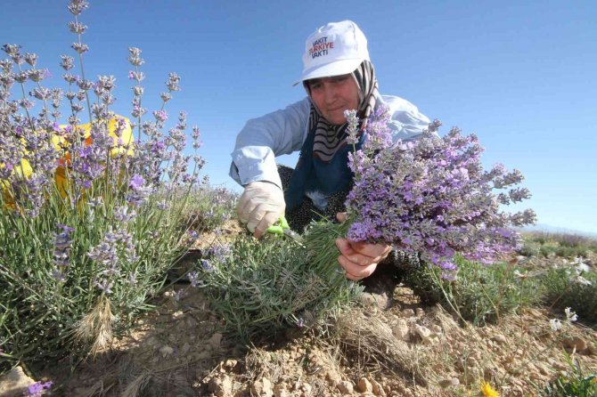 Taşlık ve kıraç alanı değerlendirip lavanta bahçesine dönüştürdü