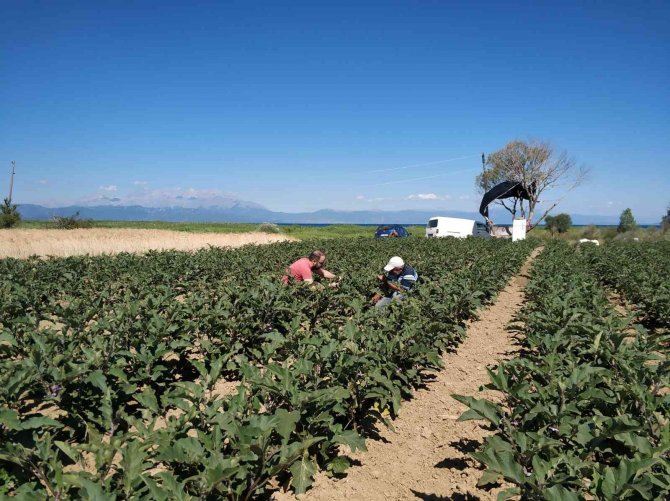 Beyşehir’de ekili alanlarda hastalık ve zararlı kontrolleri sürüyor