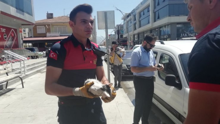 Cipin kapısına sıkışan yavru kediyi itfaiye kurtardı