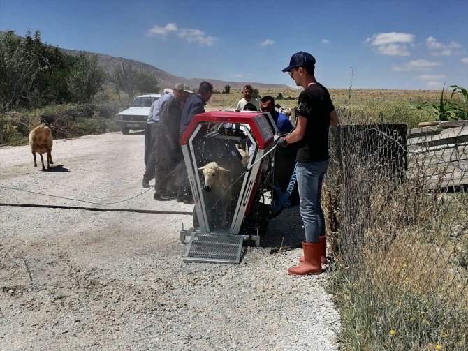 Konya'da mobil koyun banyosu ile koyunlar yıkanıp ilaçlanıyor
