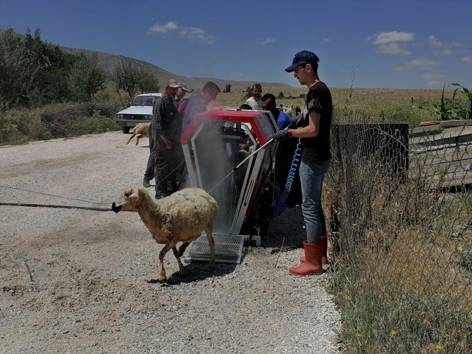 Konya'da mobil koyun banyosu ile koyunlar yıkanıp ilaçlanıyor