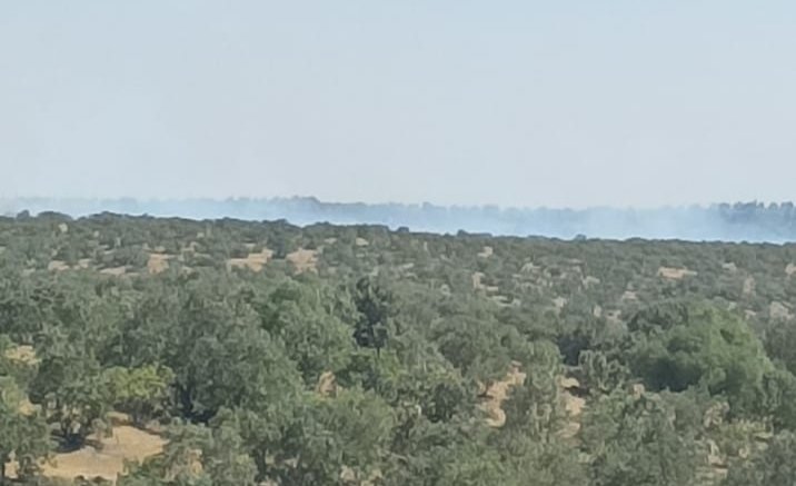 Nusaybin’de ormanlık alandaki yangın 6 saatte söndürüldü