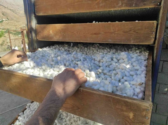 Sason’da ipek böceğinden bir ayda 1 milyon TL’lik kazanç sağlandı