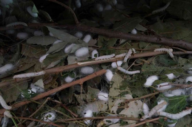 Sason’da ipek böceğinden bir ayda 1 milyon TL’lik kazanç sağlandı