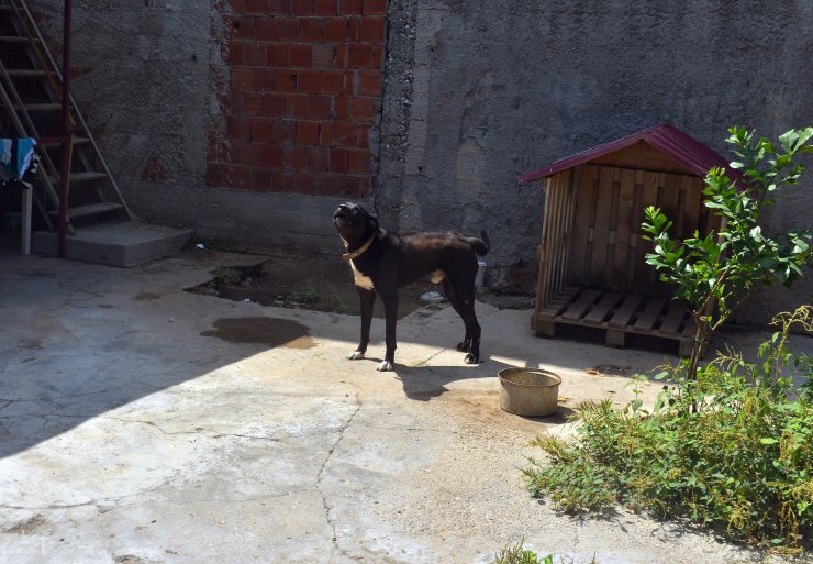 Bahçesine ektiği Hint kenevirini, Pitbull ile korumuş