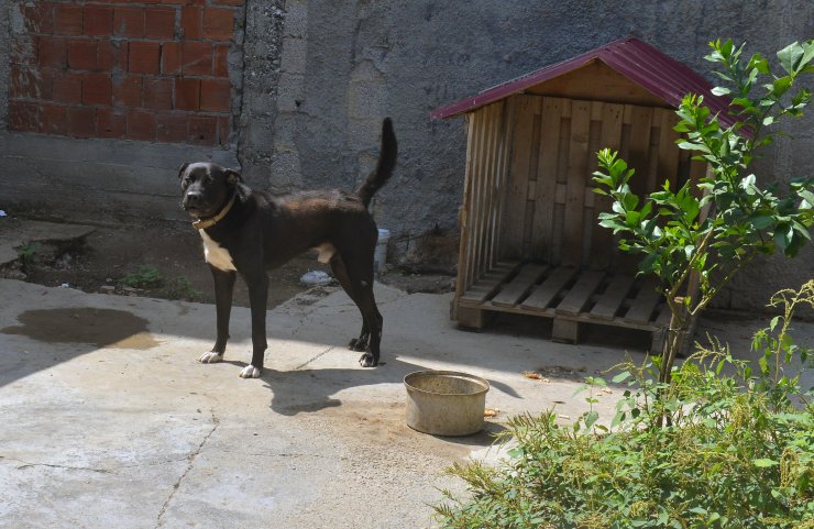 Bahçesine ektiği Hint kenevirini, Pitbull ile korumuş