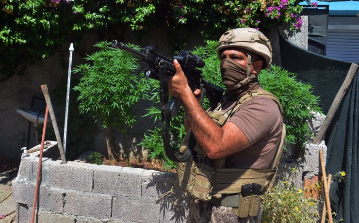 Bahçesine ektiği Hint kenevirini, Pitbull ile korumuş