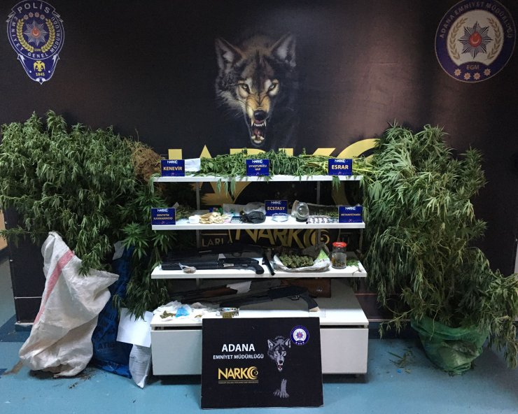 Bahçesine ektiği Hint kenevirini, Pitbull ile korumuş