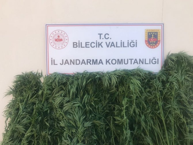 Bilecik’te 116 kök kenevir bitkisi ele geçirildi