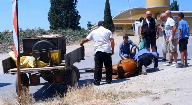 Bunaltıcı sıcakta yük ve insan taşıyan at, yere yığıldı zor anlar yaşadı