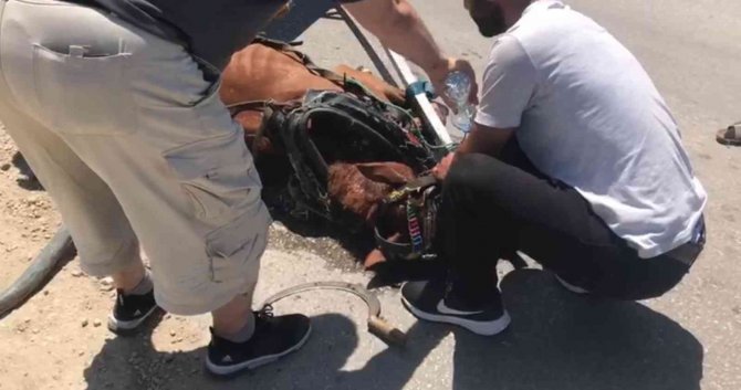 Bunaltıcı sıcakta yük ve insan taşıyan at, yere yığıldı zor anlar yaşadı