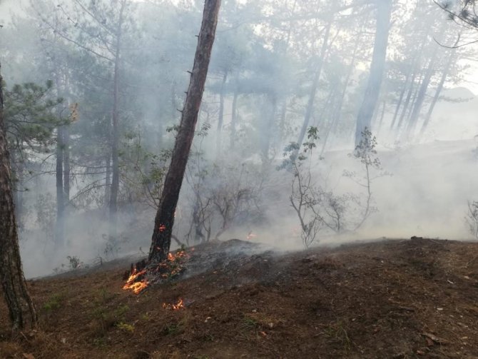 Dünyanın en pahalısı! Yılda 225 kilo toplanabilecek