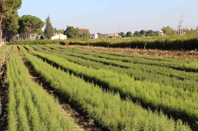 Dünyanın en pahalısı! Yılda 225 kilo toplanabilecek