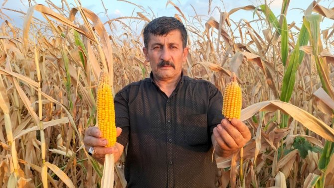 Mısır susuz kaldı, verim yarıya düştü