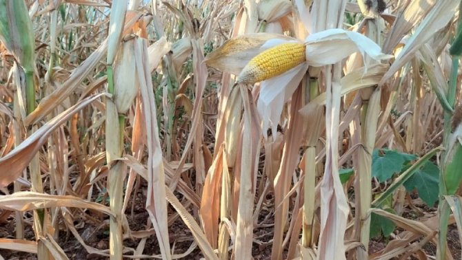 Mısır susuz kaldı, verim yarıya düştü