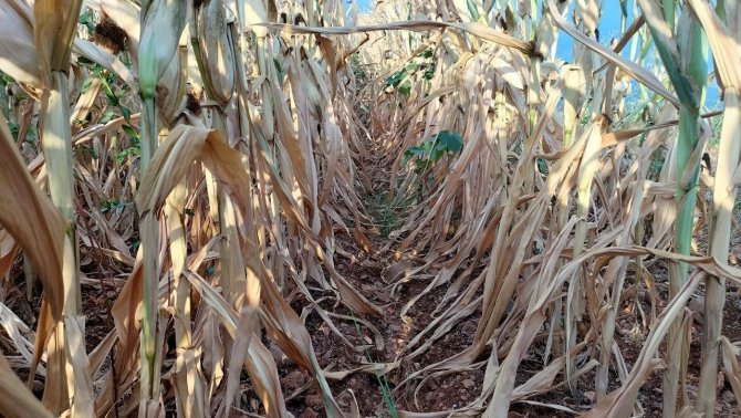 Mısır susuz kaldı, verim yarıya düştü