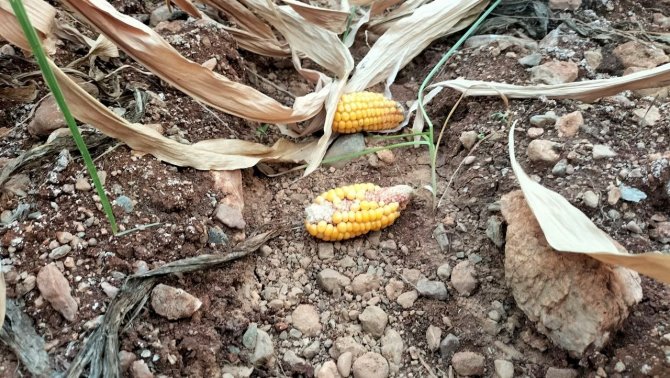 Mısır susuz kaldı, verim yarıya düştü