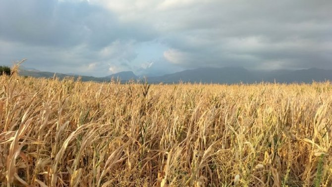 Mısır susuz kaldı, verim yarıya düştü