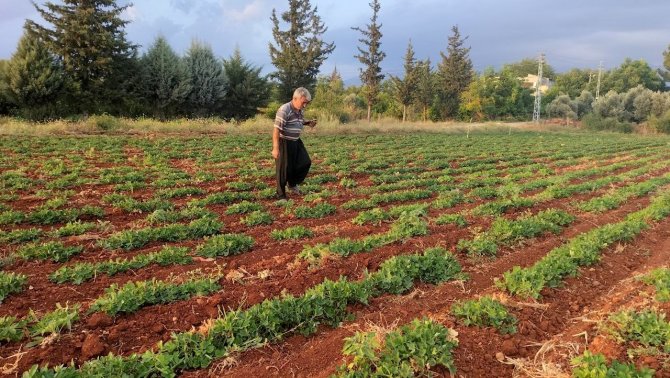 Mısır susuz kaldı, verim yarıya düştü
