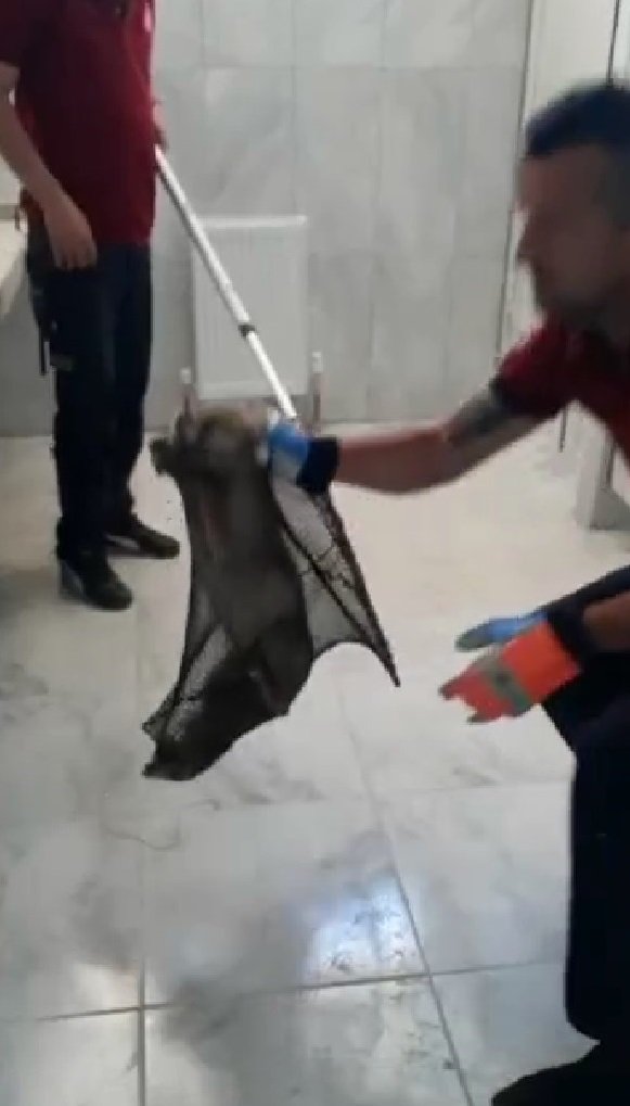 Okul binasına giren tilki, yakalanıp, doğaya salındı