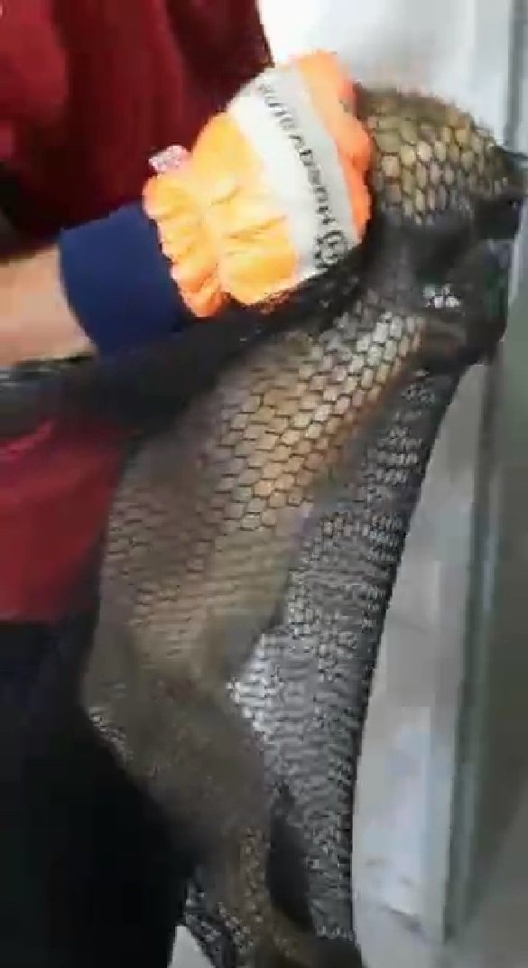 Okul binasına giren tilki, yakalanıp, doğaya salındı