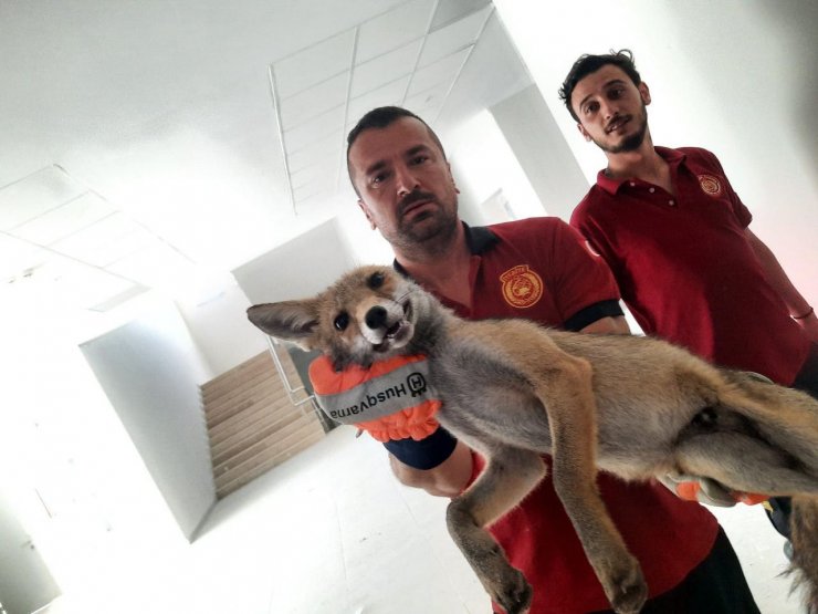 Okul binasına giren tilki, yakalanıp, doğaya salındı