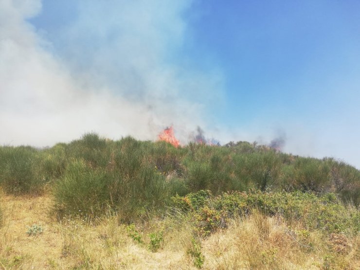 Şarköy'de makilik yangını; 5 hektar yandı
