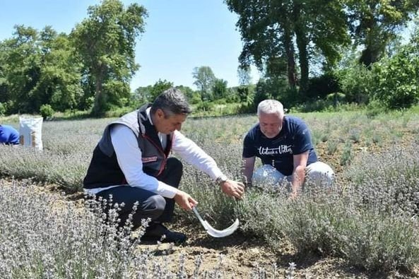 Sinop’ta ilk lavanta hasadı