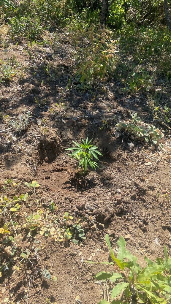Tunceli’de evde yapılan aramada çok sayıda kenevir bitkisi ele geçirildi