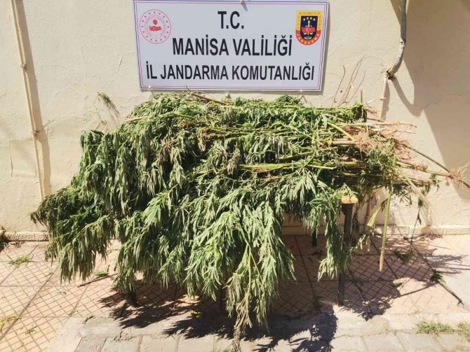 118 kök Hint keneviri ele geçirildi