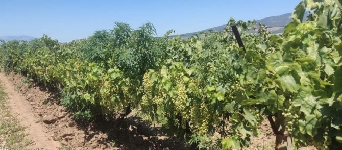 118 kök Hint keneviri ele geçirildi