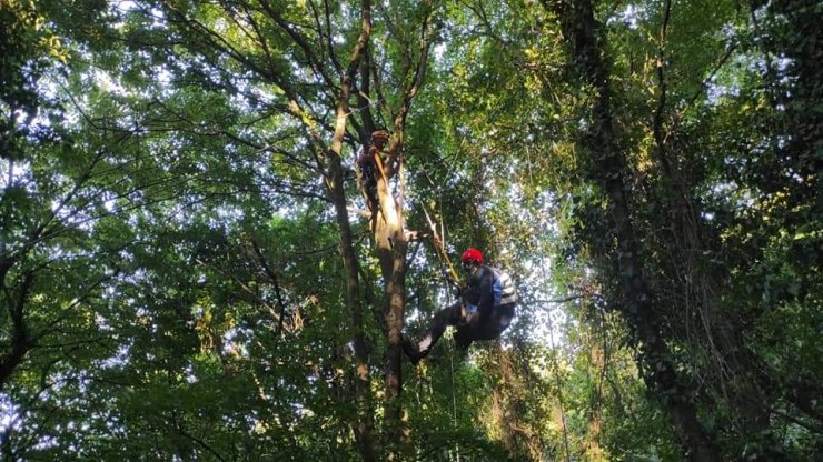 Ağaca takılan yamaç paraşütçüsünü AFAD ekipleri kurtardı
