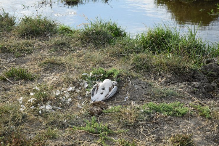 Düden Gölü'ndeki martı ölümlerinin ilk incelemesi sonuçlandı