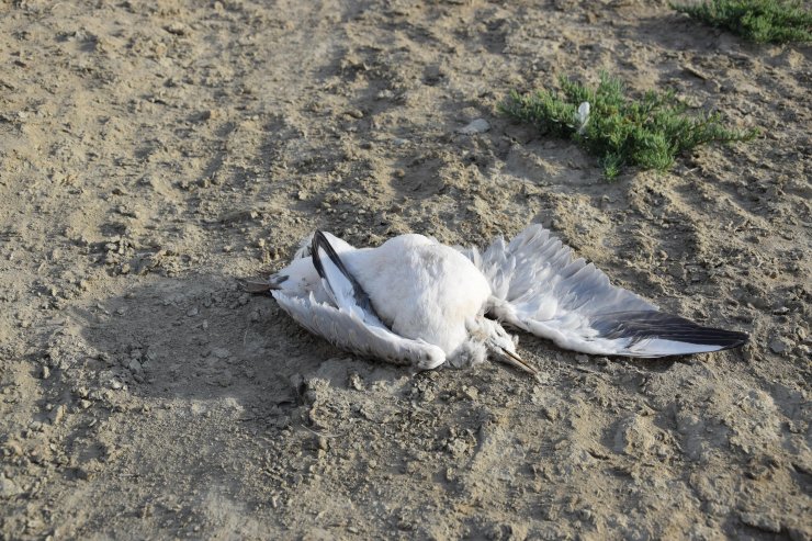 Düden Gölü'ndeki martı ölümlerinin ilk incelemesi sonuçlandı