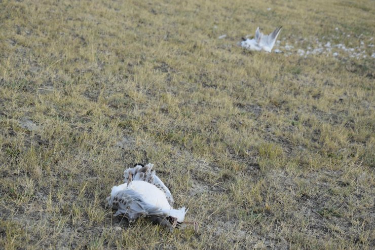 Düden Gölü'ndeki martı ölümlerinin ilk incelemesi sonuçlandı