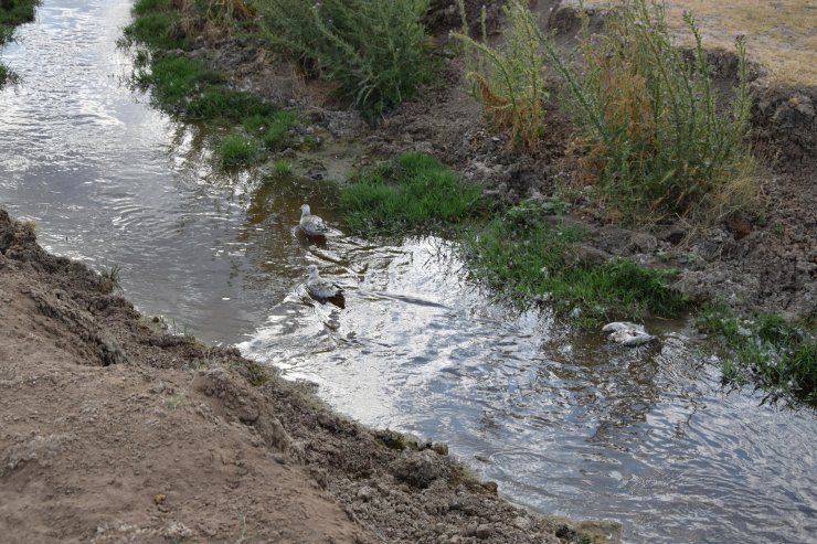 Düden Gölü'ndeki martı ölümlerinin ilk incelemesi sonuçlandı