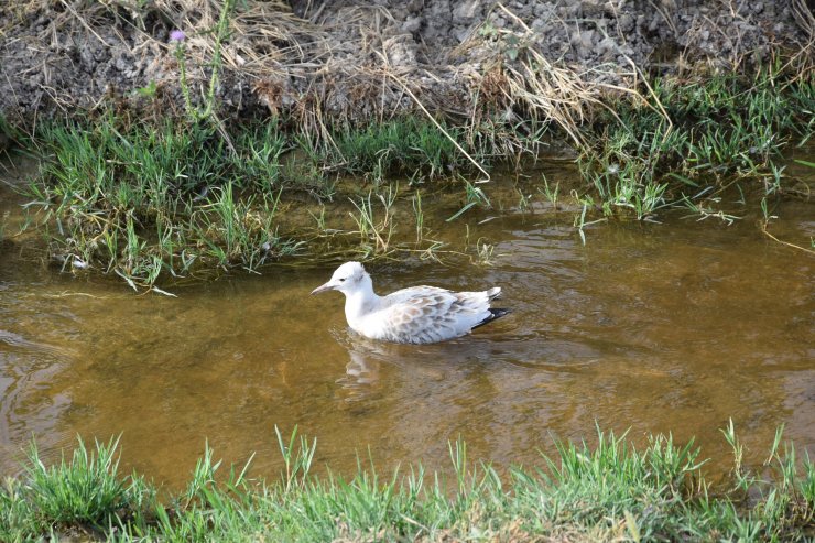 Düden Gölü'ndeki martı ölümlerinin ilk incelemesi sonuçlandı