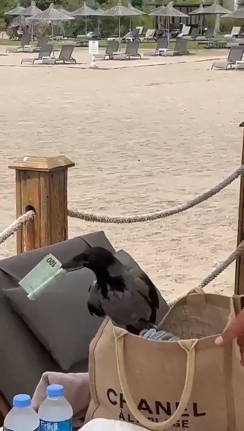 Karganın çantadan euroyu kapması kamerada