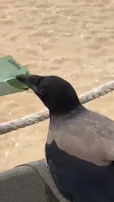 Karganın çantadan euroyu kapması kamerada