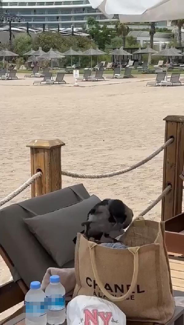 Karganın çantadan euroyu kapması kamerada